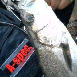 大阪南港エビ撒き情報　〜39cmのセイゴ3本