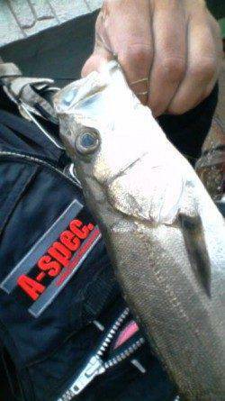 大阪南港エビ撒き情報　〜39cmのセイゴ3本