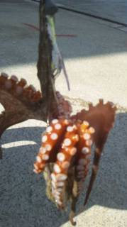 垂水漁港　今シーズン初のタコエギでタコ60…