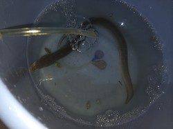 紀ノ川河口　下げ潮のぶっこみ釣りでウナギ狙い