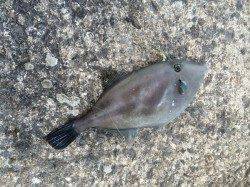 和歌山北港　カゴ釣りでウマヅラ・アジ・アイゴの釣果