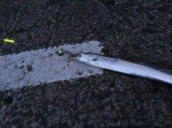 北港　テンヤのタチウオは14本の好釣果