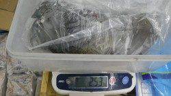 白浜地磯ヤエンでアオリイカ2.5kg