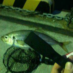 加太漁港　常夜灯付近のアジングでアジ＆メバル