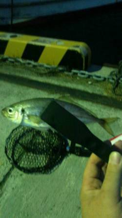 加太漁港　常夜灯付近のアジングでアジ＆メバ…