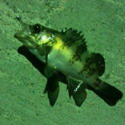 加太漁港　常夜灯付近のアジングでアジ＆メバル