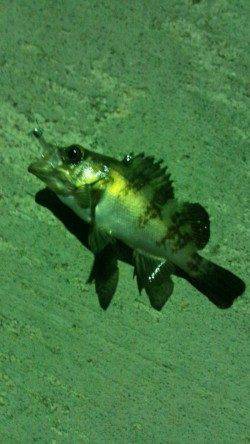 加太漁港　常夜灯付近のアジングでアジ＆メバル