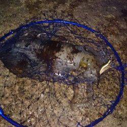 中津にてエギング〜アオリイカ1180g&モンゴイカ1340g