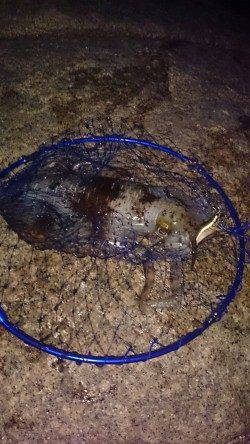 中津にてエギング〜アオリイカ1180g&モンゴイカ1340g