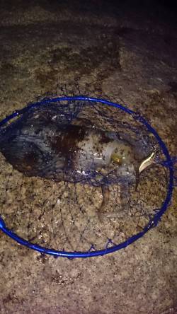 中津にてエギング〜アオリイカ1180g&a…