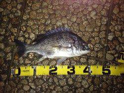 淀川河口　今年初のウナギ釣り☆　針はウナギ針11号