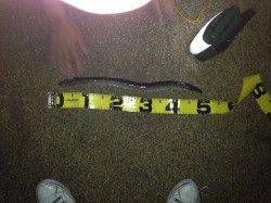 淀川河口　今年初のウナギ釣り☆　針はウナギ針11号