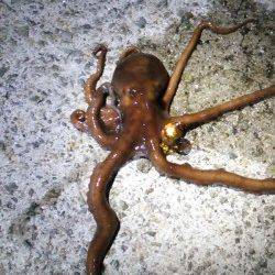 新浜漁港　タコジグを使ってタコ狙い