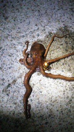 新浜漁港　タコジグを使ってタコ狙い