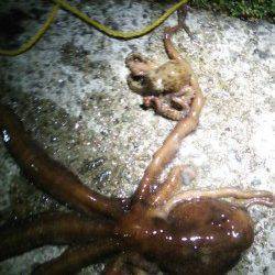 新浜漁港　タコジグを使ってタコ狙い