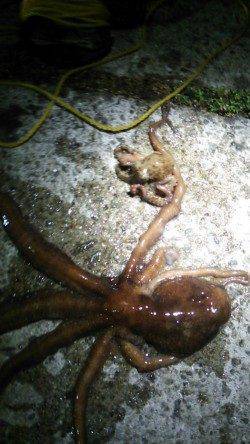 新浜漁港　タコジグを使ってタコ狙い