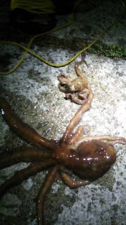 新浜漁港　タコジグを使ってタコ狙い