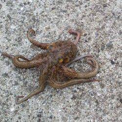 林崎漁港　タコジグで朝・昼にタコゲット