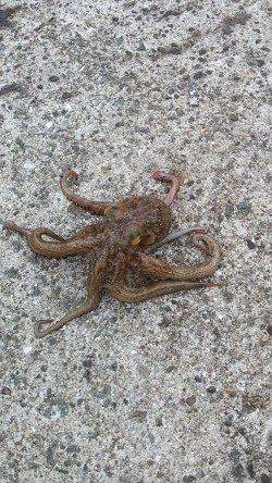 林崎漁港　タコジグで朝・昼にタコゲット