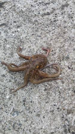 林崎漁港　タコジグで朝・昼にタコゲット