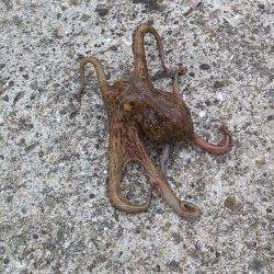 林崎漁港　タコジグで朝・昼にタコゲット