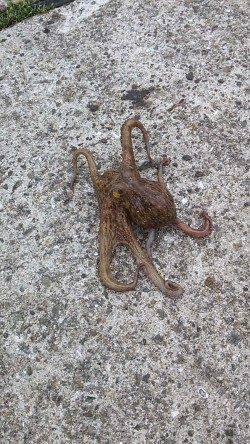 林崎漁港　タコジグで朝・昼にタコゲット