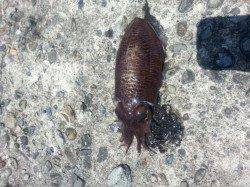 大阪ゴルフ場裏にてエギング〜潮が流れ出した時にコウイカヒット