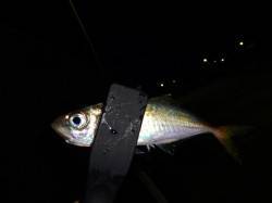 加太漁港　常夜灯回りでのアジング釣行