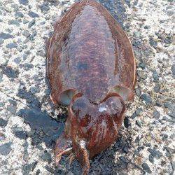 伊根を夜からランガンし朝まづめ狙い　エギングでコウイカ