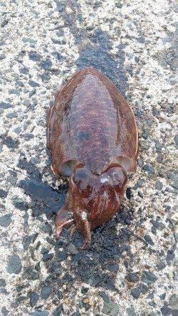 伊根を夜からランガンし朝まづめ狙い　エギングでコウイカ