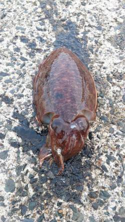 伊根を夜からランガンし朝まづめ狙い　エギン…