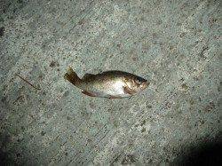 加太漁港　常夜灯回りでのアジング釣行