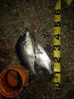 武庫川でウナギ釣り〜今年はキビレ多いのかよ…