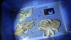 林崎漁港にてタコジグでタコと遊んできました♪