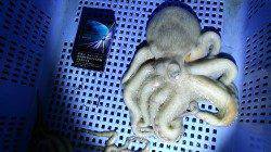 林崎漁港にてタコジグでタコと遊んできました♪