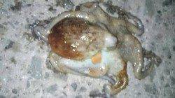 林崎漁港にて夕方にタコ、暗くなってからはアナゴ狙い