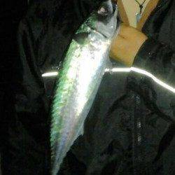 アジュールの大サバシーズン到来！ 今年初の大サバを釣り上げました