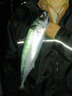 アジュールの大サバシーズン到来！ 今年初の大サバを釣り上げました