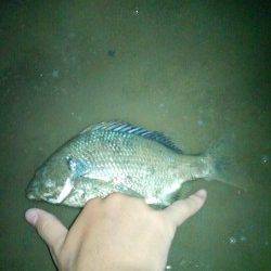 淀川でシラサをエサにウキ釣り〜ハゼとキビレが釣れました