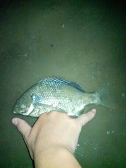 淀川でシラサをエサにウキ釣り〜ハゼとキビレ…