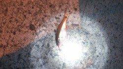 小島にてアジング〜アジ・メバル・ガシラなど