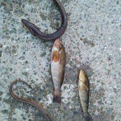 林崎漁港にて夕方にタコ、暗くなってからはアナゴ狙い