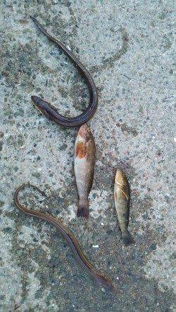 林崎漁港にて夕方にタコ、暗くなってからはアナゴ狙い