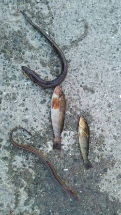 林崎漁港にて夕方にタコ、暗くなってからはア…