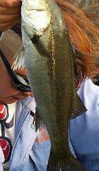 石津にてエビ撒き釣り〜セイゴ・アナハゼ・アブラメ