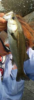 石津にてエビ撒き釣り〜セイゴ・アナハゼ・アブラメ