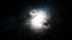 林崎漁港でタコ狙い〜タコジグ・蛸ナベで釣果あり