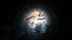 林崎漁港でタコ狙い〜タコジグ・蛸ナベで釣果あり