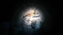 林崎漁港でタコ狙い〜タコジグ・蛸ナベで釣果…