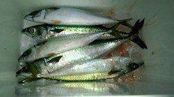 アジュール舞子、大サバ来てます！！